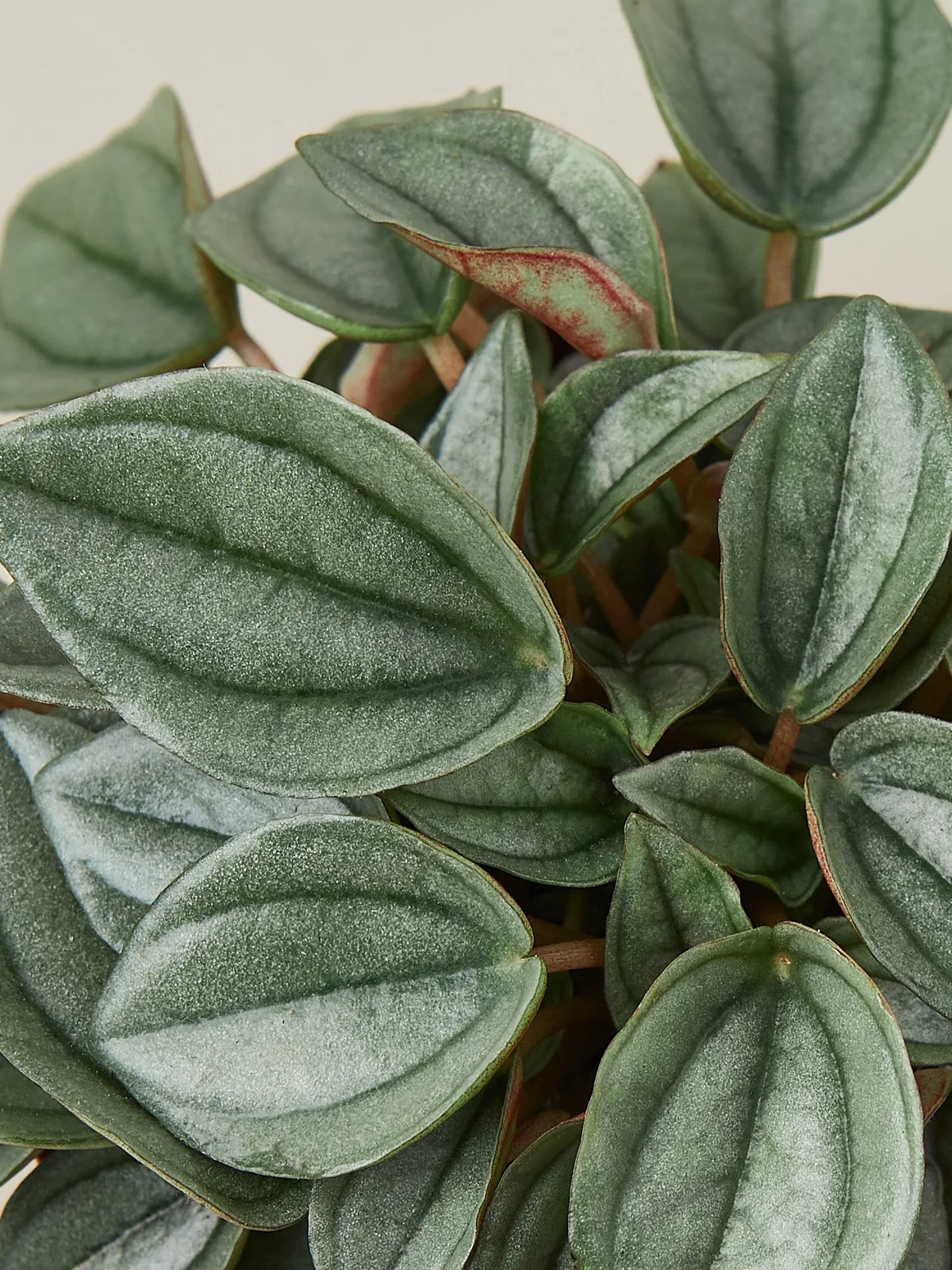 Peperomia 