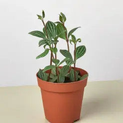 Peperomia 'Parallel' houseplant