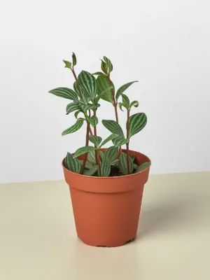 Peperomia 'Parallel' houseplant