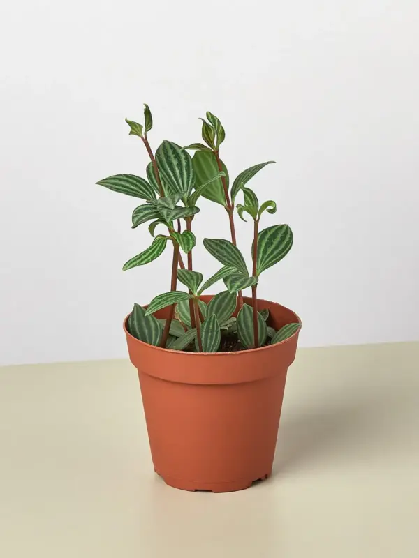Peperomia 'Parallel' houseplant
