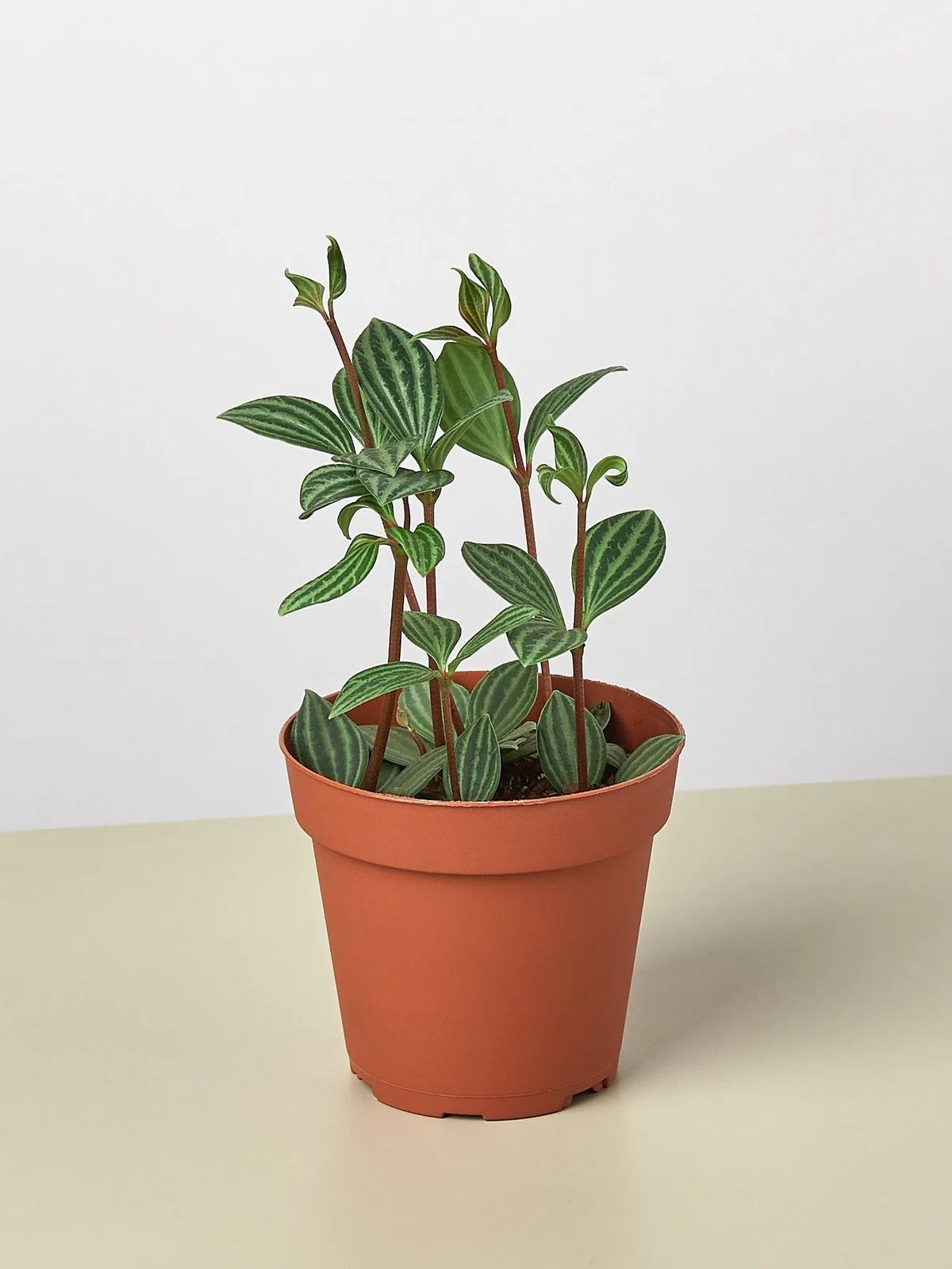 Peperomia 