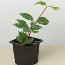 Peperomia 'Parallel' — additional view