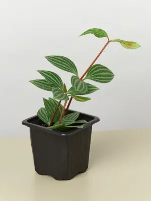 Peperomia 'Parallel' — additional view