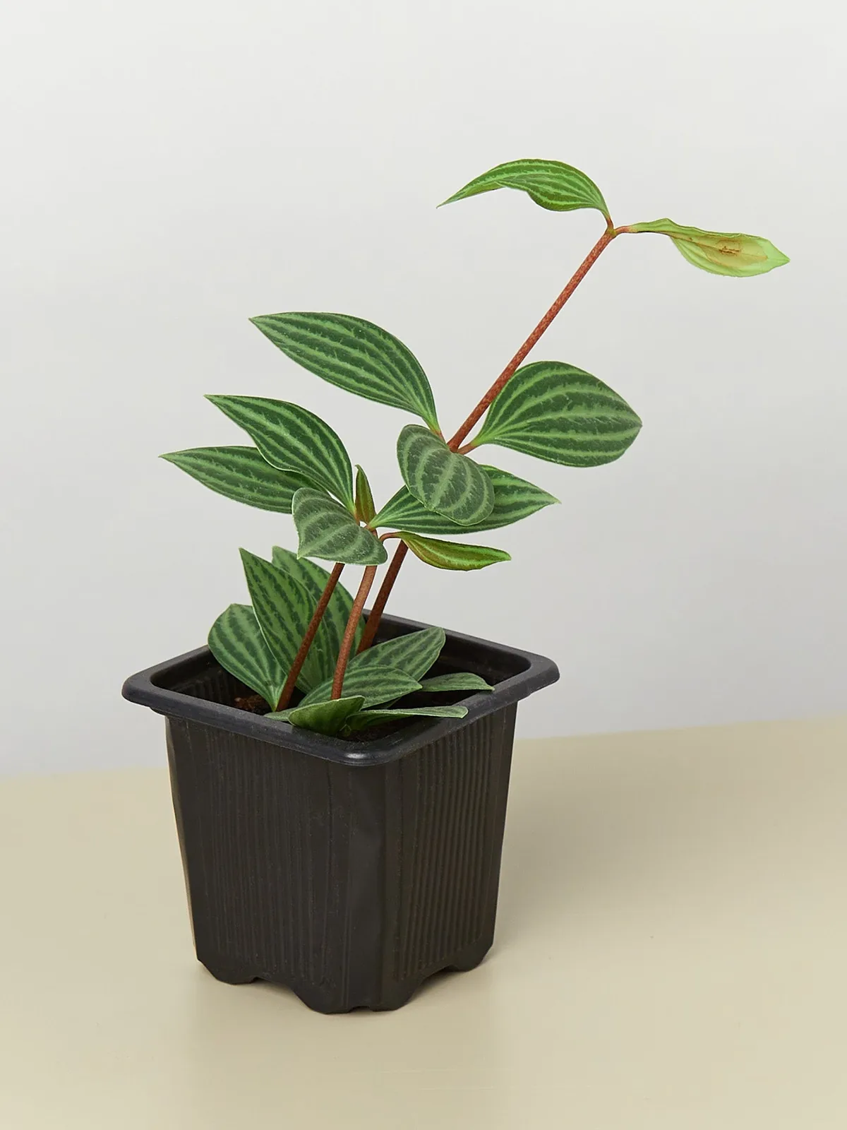 Peperomia 