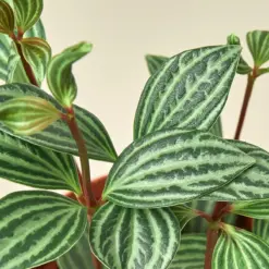 Peperomia 'Parallel' — additional view