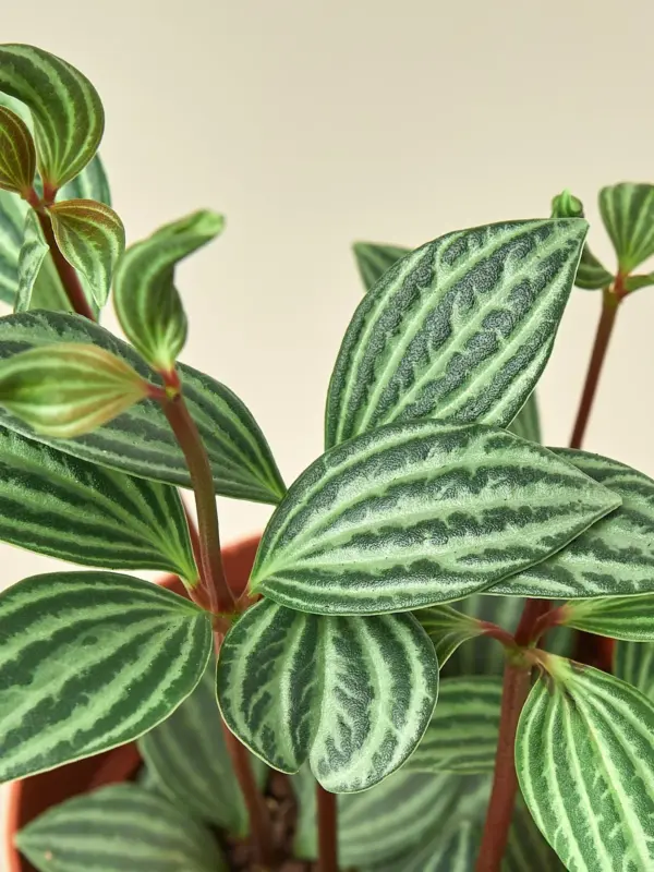 Peperomia 'Parallel' — additional view