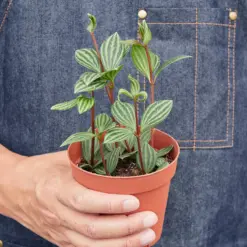 Peperomia 'Parallel' — additional view