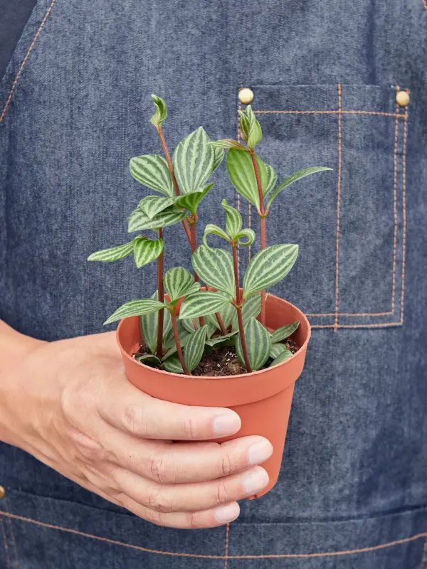 Peperomia 'Parallel' — additional view
