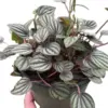 Peperomia 'Picollo Banda' houseplant