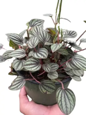 Peperomia 'Picollo Banda' houseplant