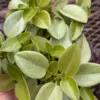 Peperomia 'Pixie Lime’ houseplant