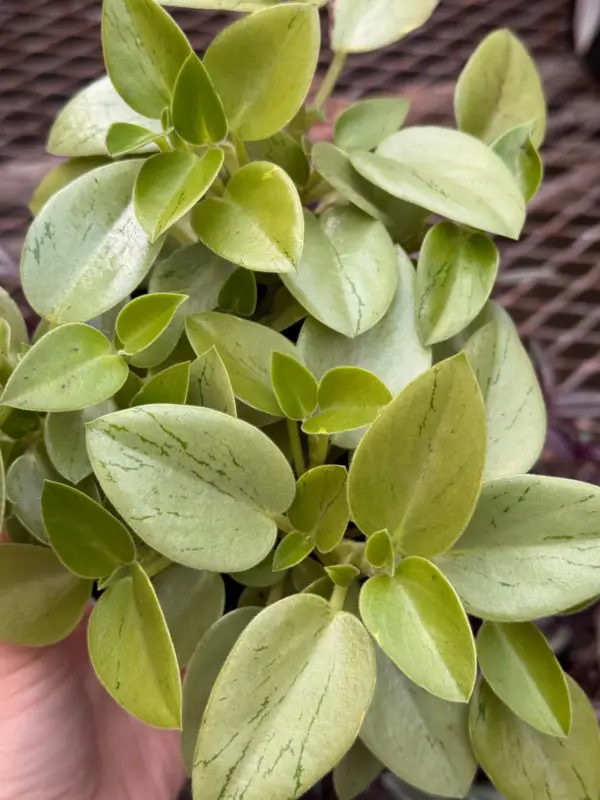 Peperomia 'Pixie Lime’ houseplant
