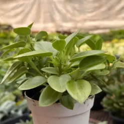 Peperomia 'Pixie Lime’ — additional view