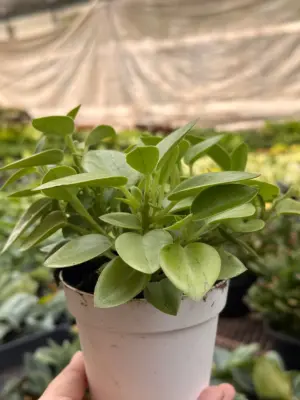 Peperomia 'Pixie Lime’ — additional view