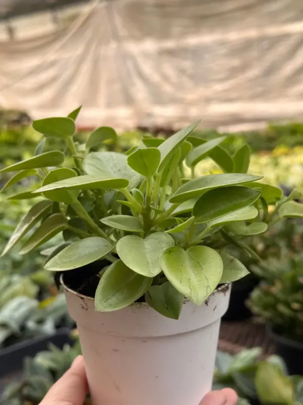 Peperomia 'Pixie Lime’ — additional view