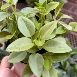 Peperomia 'Pixie Lime’ — additional view