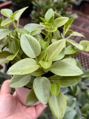 Peperomia 'Pixie Lime’ — additional view