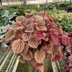 Peperomia 'Quito' houseplant