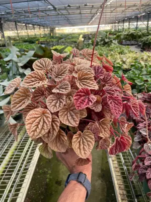 Peperomia 'Quito' houseplant