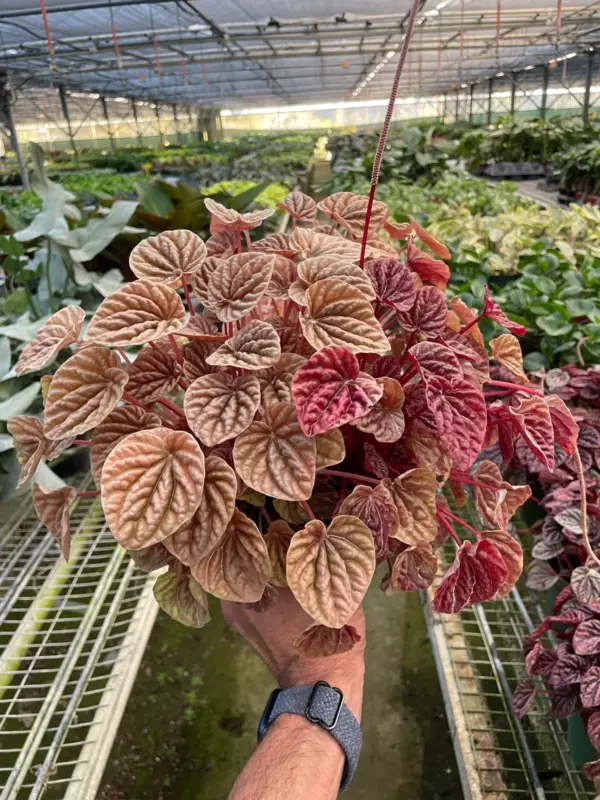 Peperomia 'Quito' houseplant