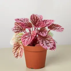 Peperomia 'Quito' — additional view