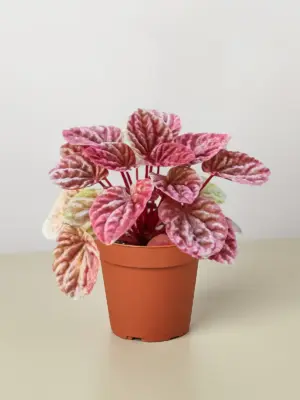 Peperomia 'Quito' — additional view