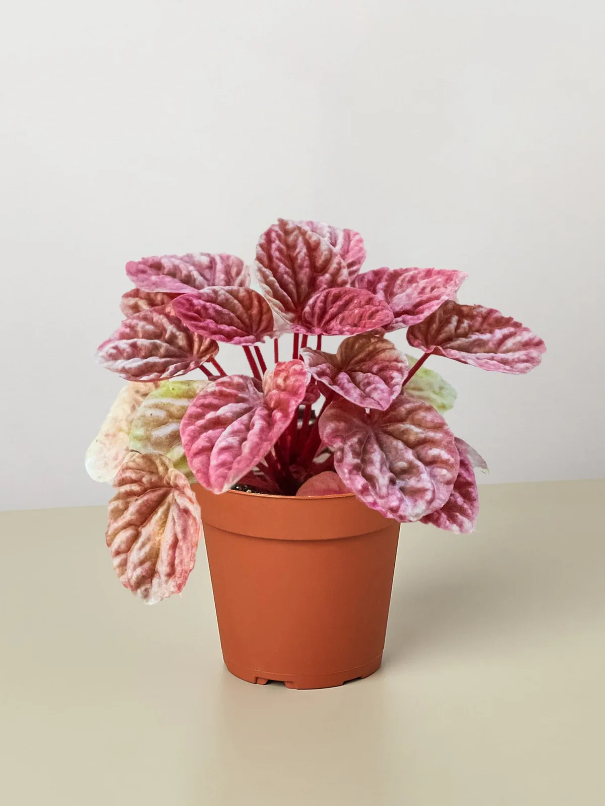 Peperomia 