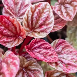 Peperomia 'Quito' — additional view
