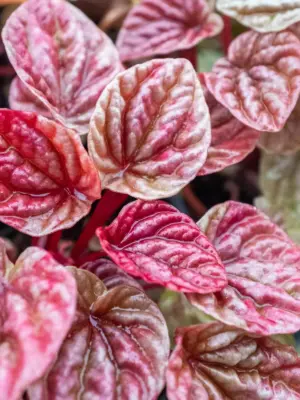 Peperomia 'Quito' — additional view