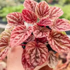 Peperomia 'Quito' — additional view