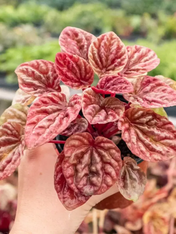 Peperomia 'Quito' — additional view