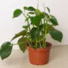 Peperomia 'Raindrop' houseplant