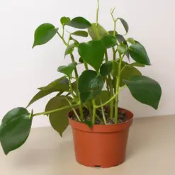 Peperomia 'Raindrop' houseplant