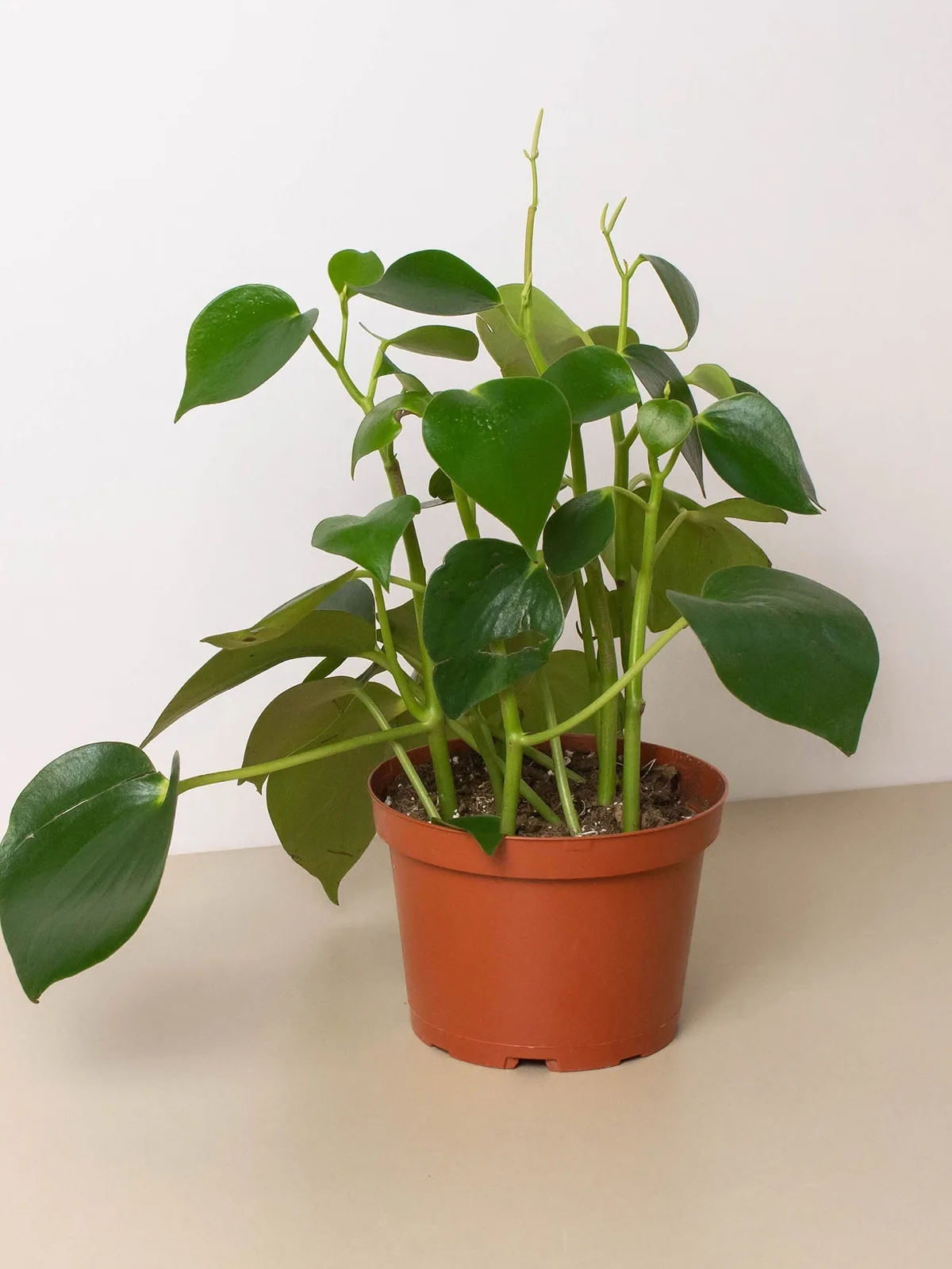 Peperomia 