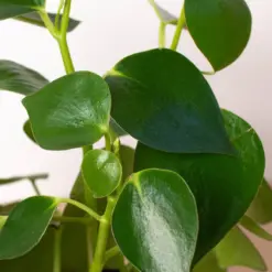 Peperomia 'Raindrop' — additional view