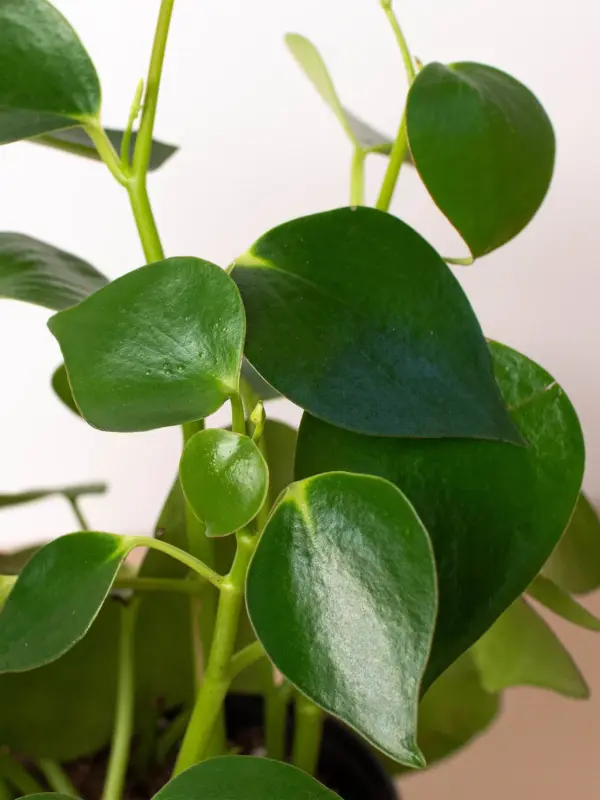 Peperomia 'Raindrop' — additional view