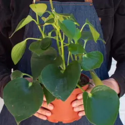Peperomia 'Raindrop' — additional view
