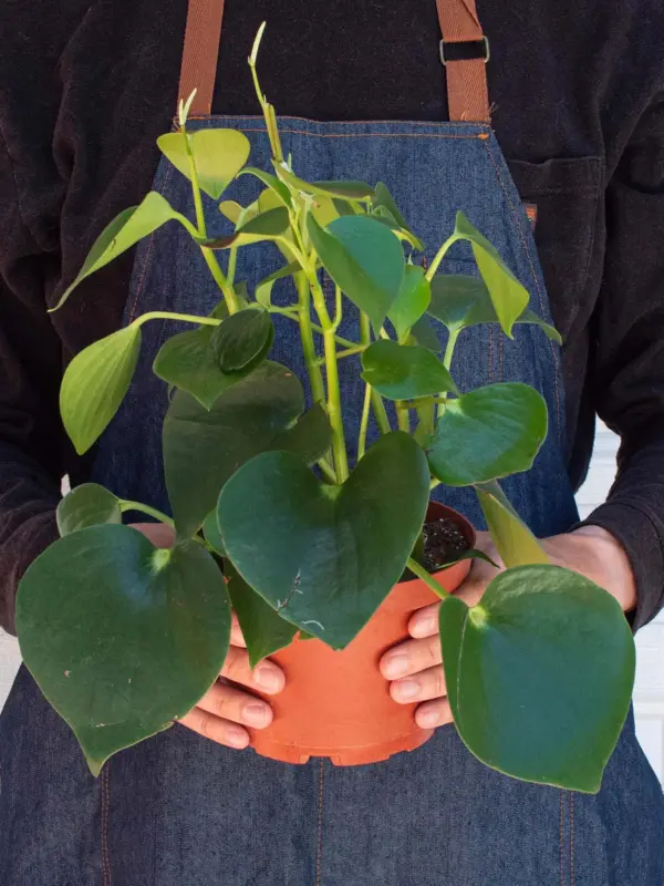 Peperomia 'Raindrop' — additional view
