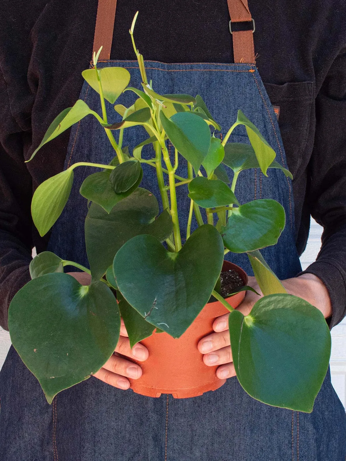 Peperomia 