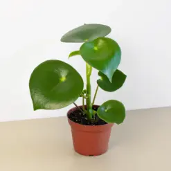 Peperomia 'Raindrop' — additional view
