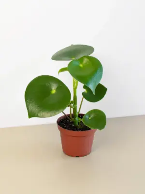 Peperomia 'Raindrop' — additional view