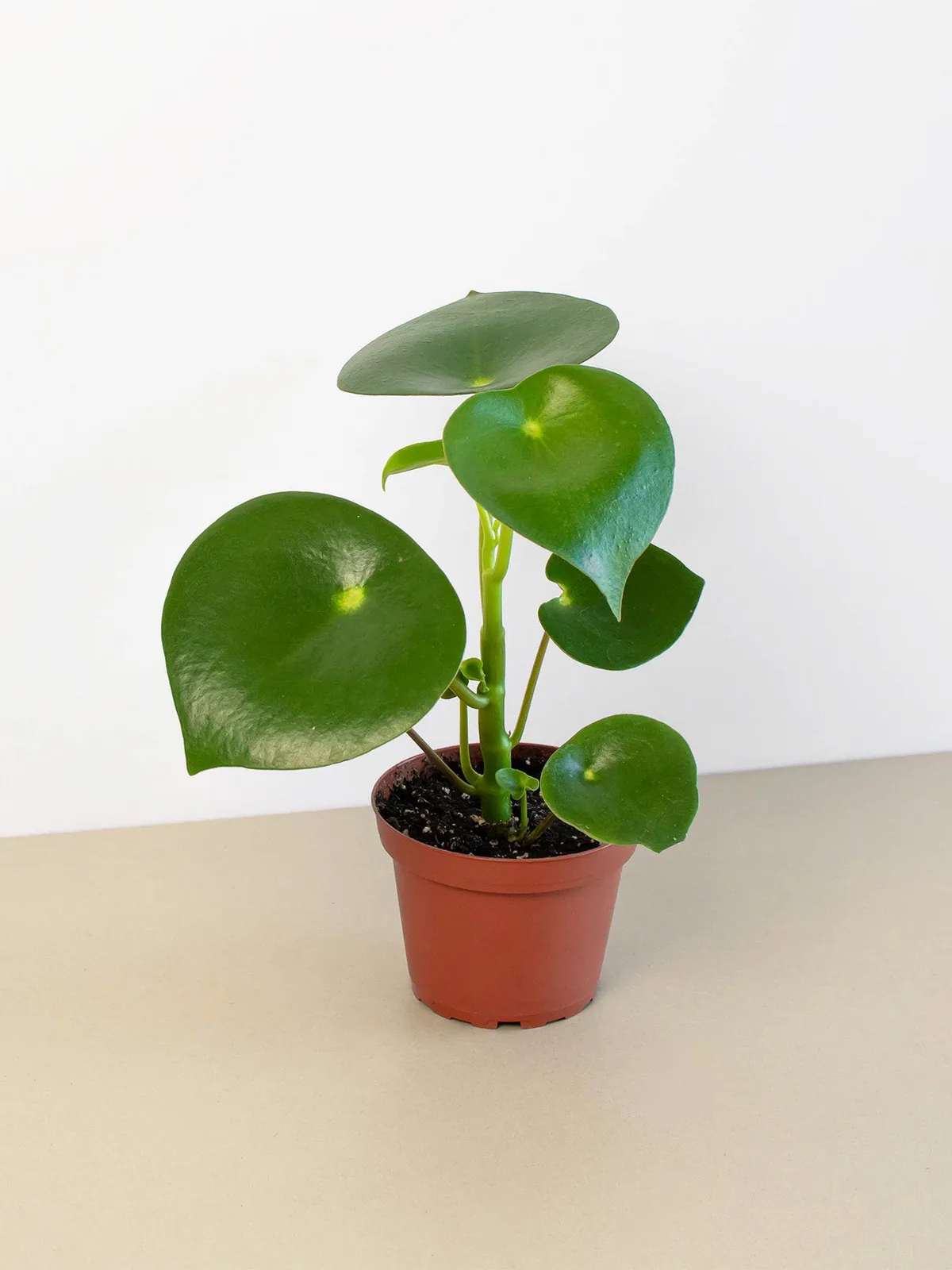 Peperomia 