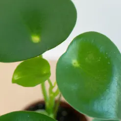 Peperomia 'Raindrop' — additional view