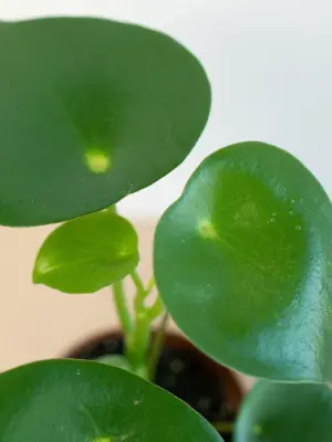Peperomia 'Raindrop' — additional view