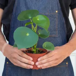 Peperomia 'Raindrop' — additional view