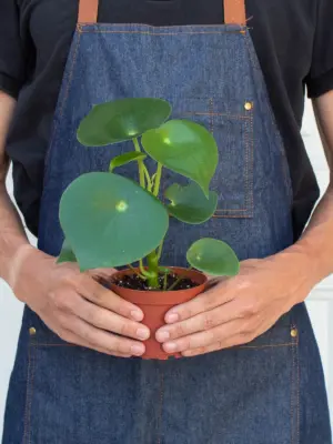 Peperomia 'Raindrop' — additional view