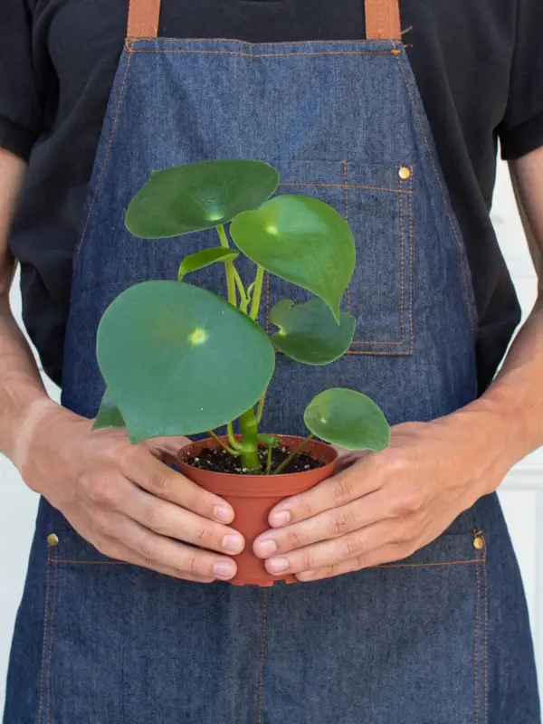 Peperomia 'Raindrop' — additional view