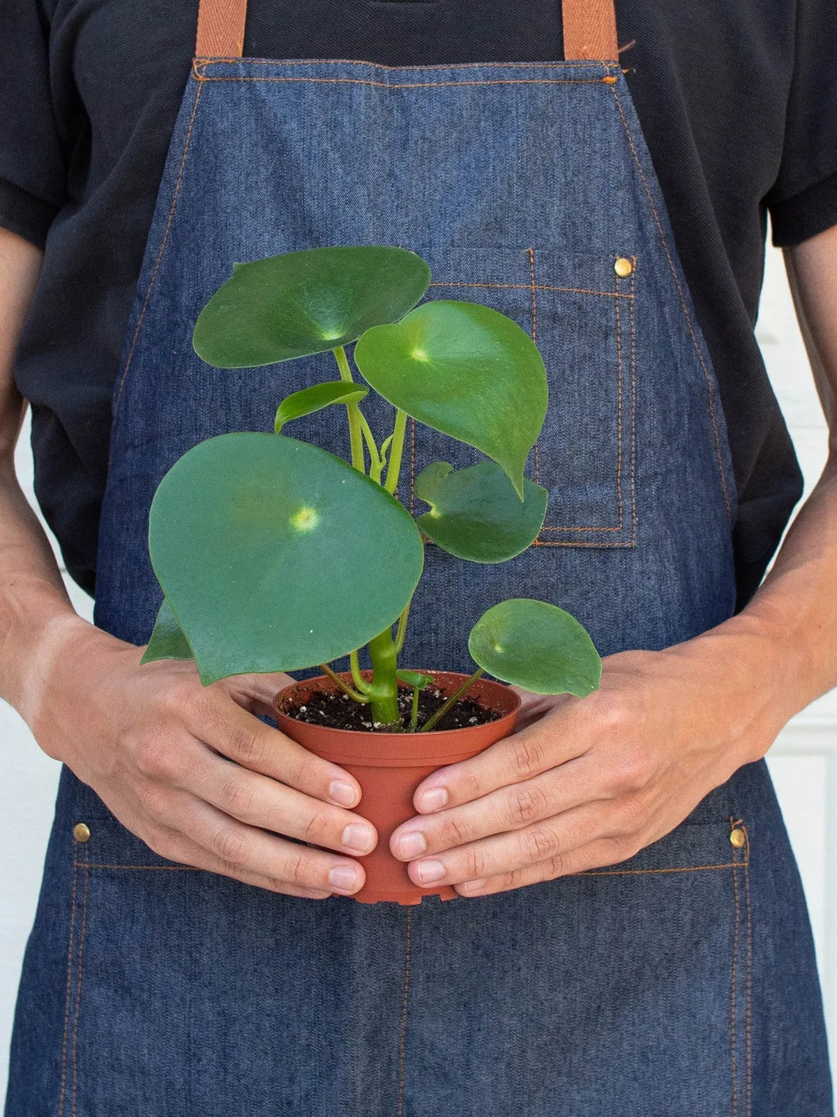 Peperomia 