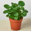 Peperomia 'Rana Verde' houseplant