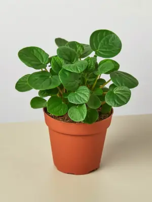 Peperomia 'Rana Verde' houseplant